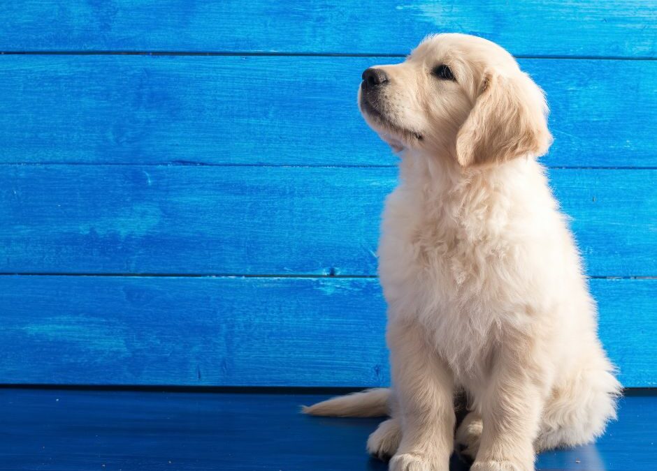 House Training Your Puppy: Common Mistakes to Avoid