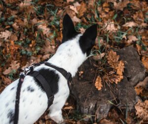 Cattle dog mix doing scent work in Chesapeake