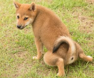 Shiba Inu puppy peeing in grass 
