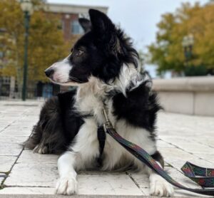 Border Collie in Hampton dog training