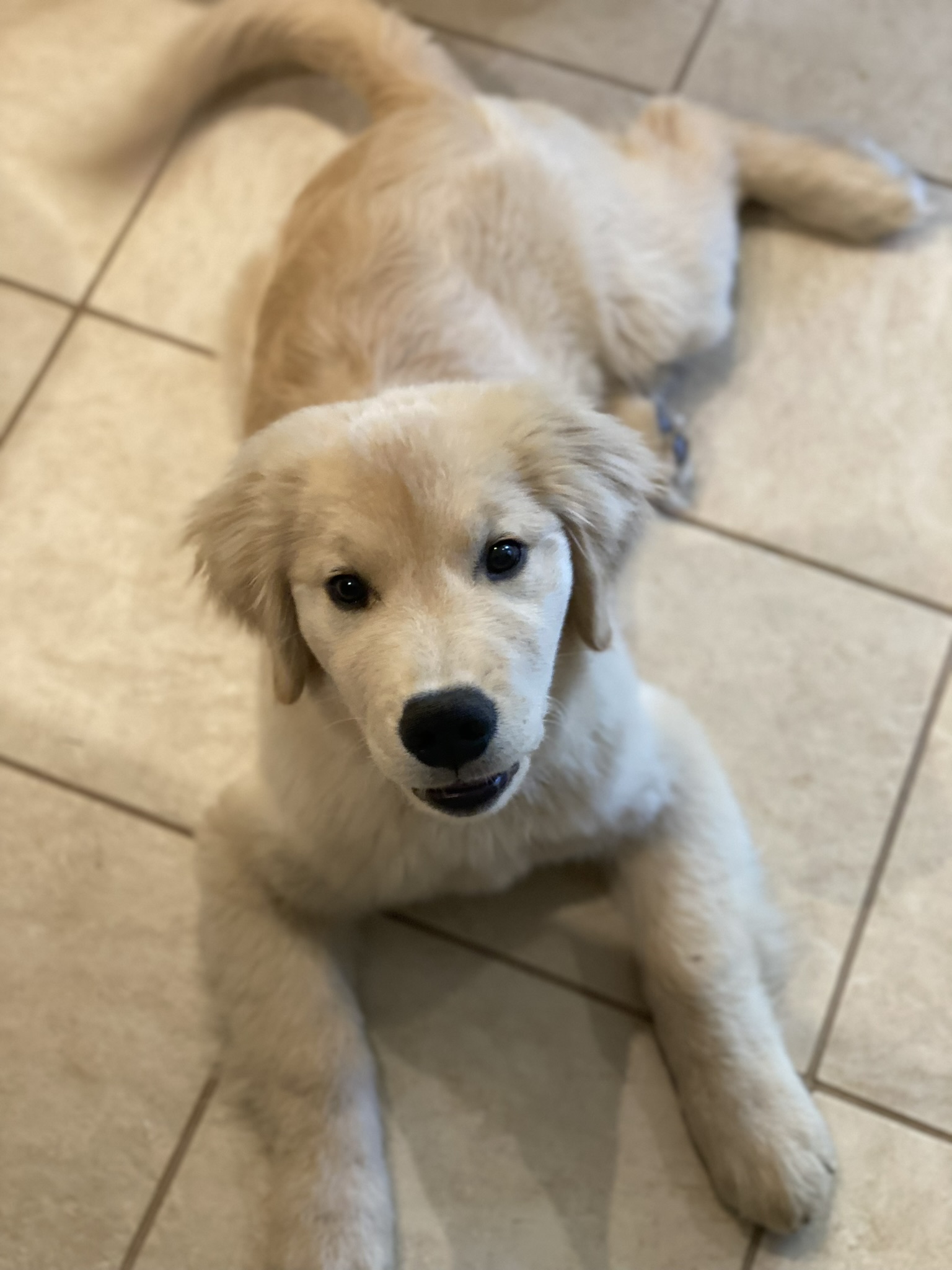 Golden retriever puppy laying on tile floor during training in Chesapeake