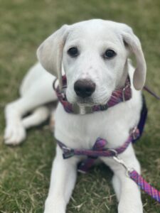 Pyrenees mix dog training in Moyock NC