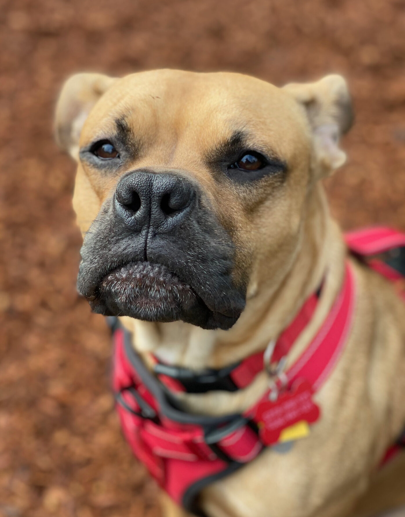 Boxer mix rescue in Virginia Beach with red harness