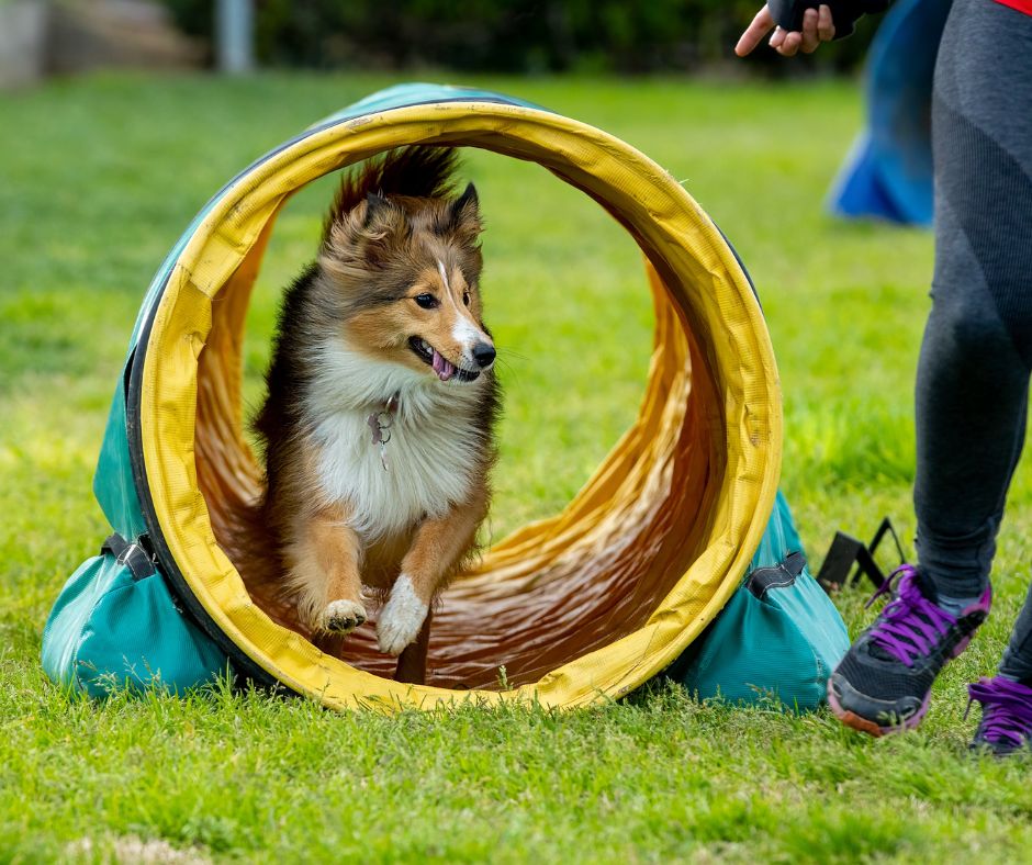 Sheltie puppy in yellow agility tunnel