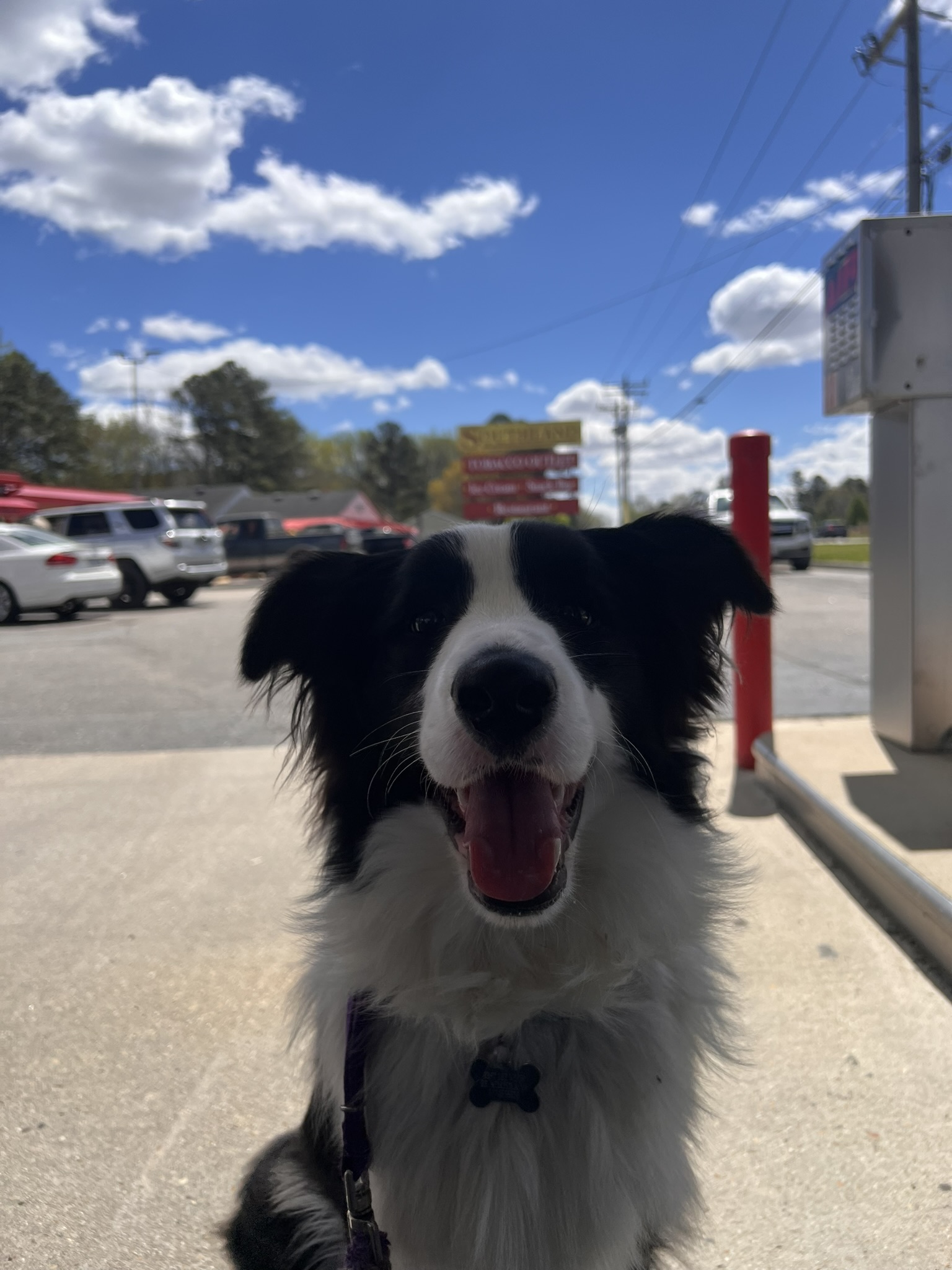 black and white border collie in Moyock, NC