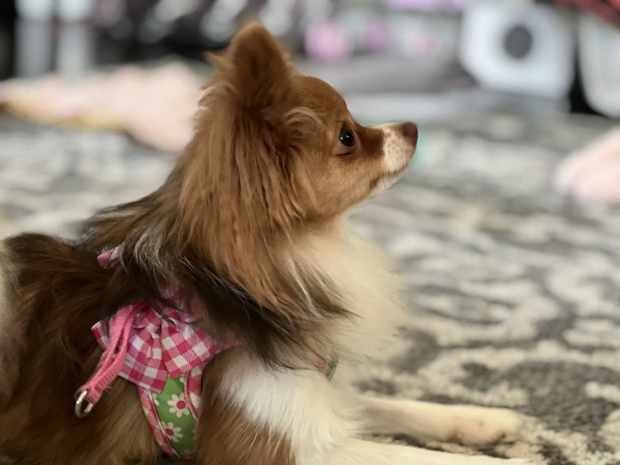 puppy training in Portsmouth with tri colored Pomeranian