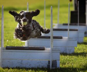 cocker spaniel racing over flyball hurdles
