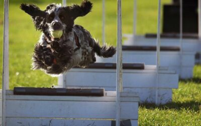 The Ultimate Guide To Flyball Dogs