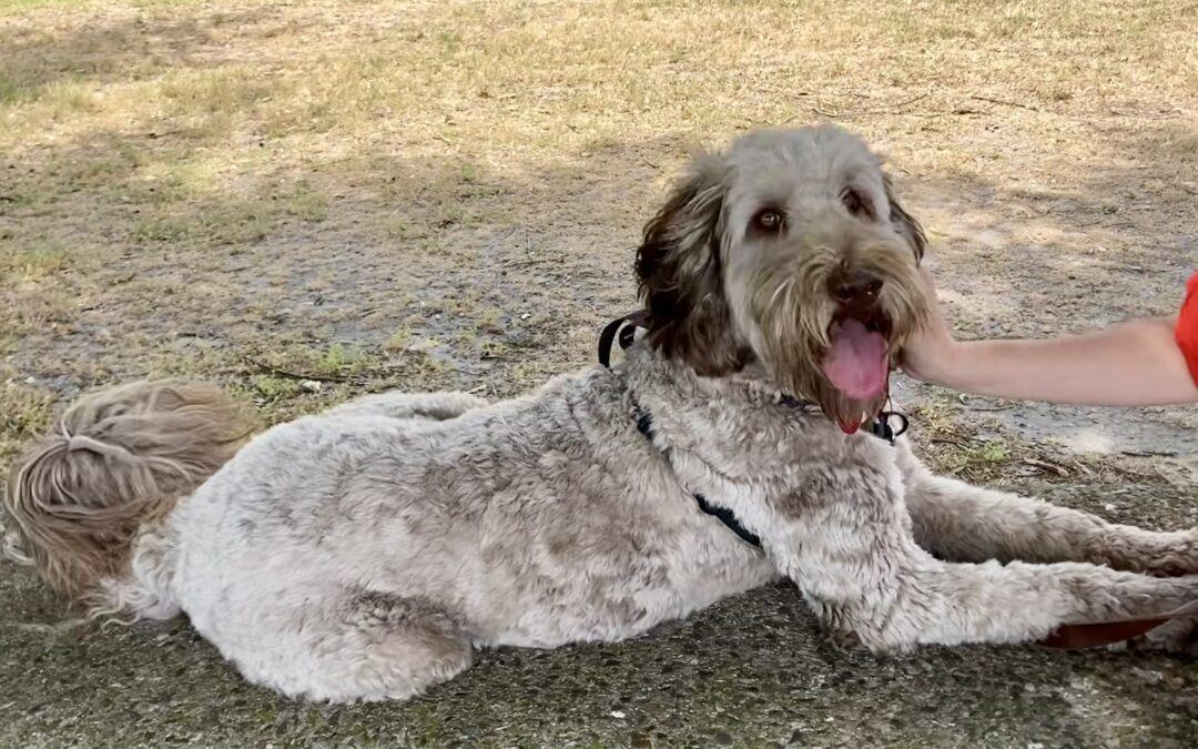 Understanding Noise Sensitivity in Dogs