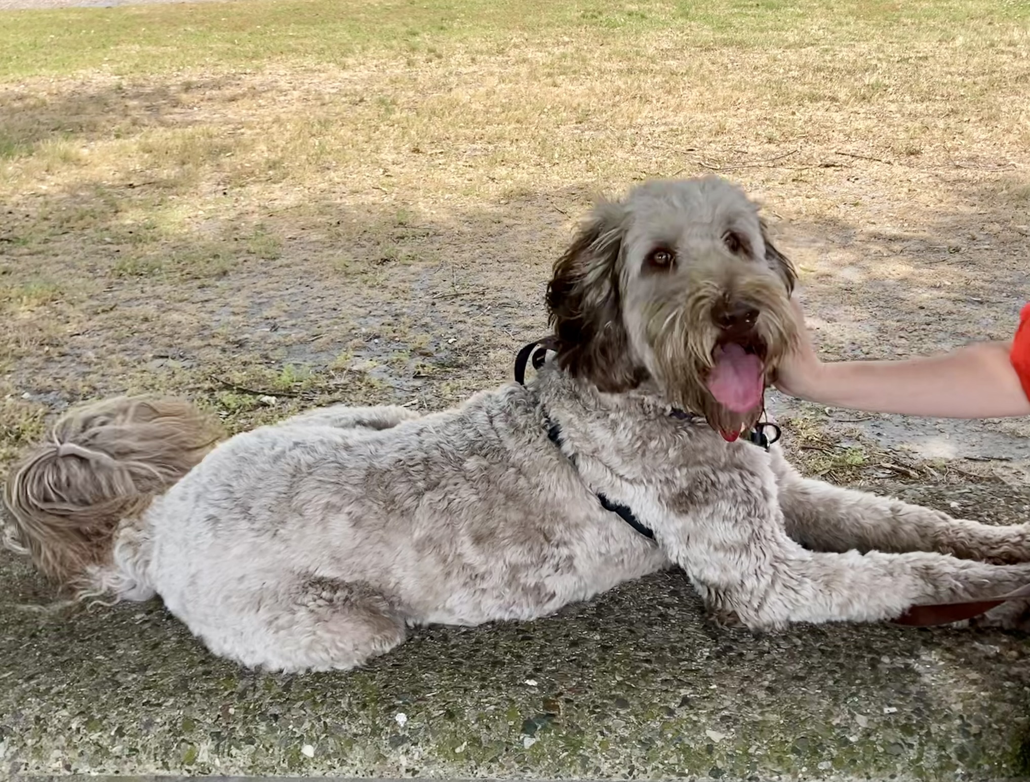 Labradoodle at Waverly Park in Portsmouth 
