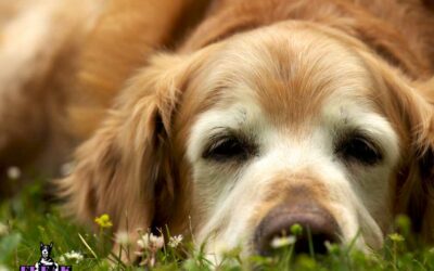 Training Your Senior Dog: Myths vs. Facts