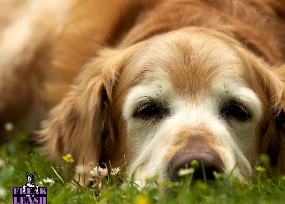 Training Your Senior Dog: Myths vs. Facts