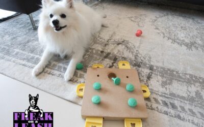 Top 5 Enrichment Activities to Keep Your Dog’s Mind Sharp