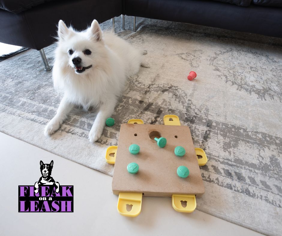 Eskimo dog with puzzle toy