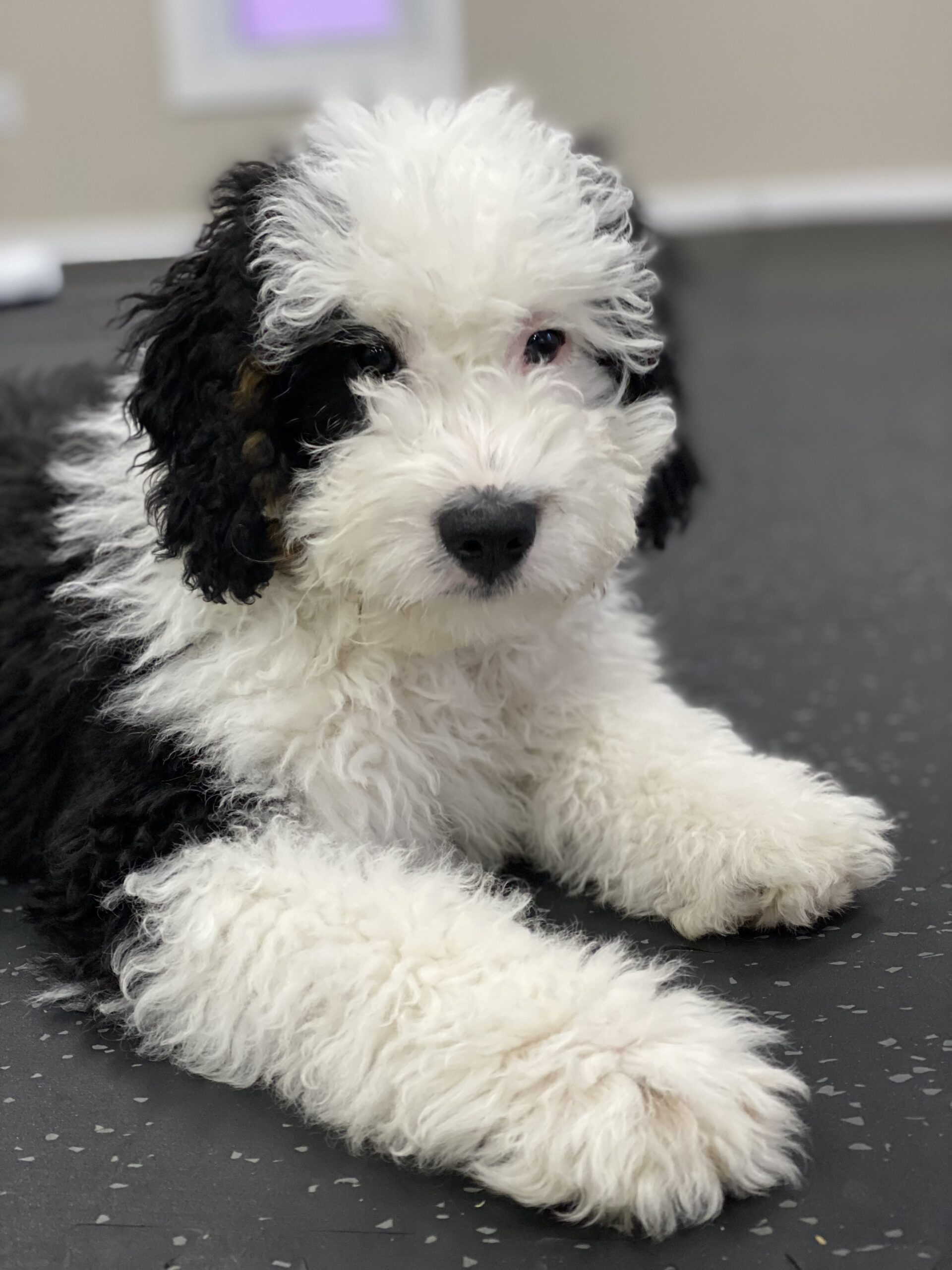 Doodle puppy in male owners arms in front of Freak On A Leash facility in Chesapeake