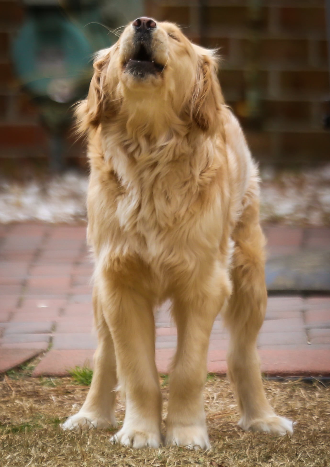Yellow dog barking A medium yellow dog barking while standing on grass