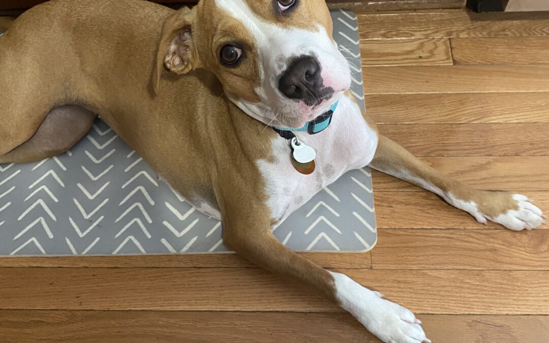 Why Your Dog’s Behavior Isn’t ‘Stubborn’ – Understanding Motivation in Training