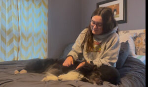 Emma Vlcek doing Canine Massage on black and white sheltie