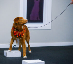 A Nova Scotia Duck Tolling Retriever wearing a festive fall-themed collar participates in a scent work class. The dog is standing with its front paws on a small white box, looking attentively to the side, while on a leash held by a handler.