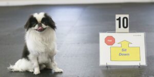 Rally Obedience classes in Chesapeake and Virginia Beach