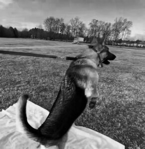 Reactive Dog Class