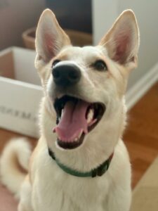 hyper excited white shepherd mix