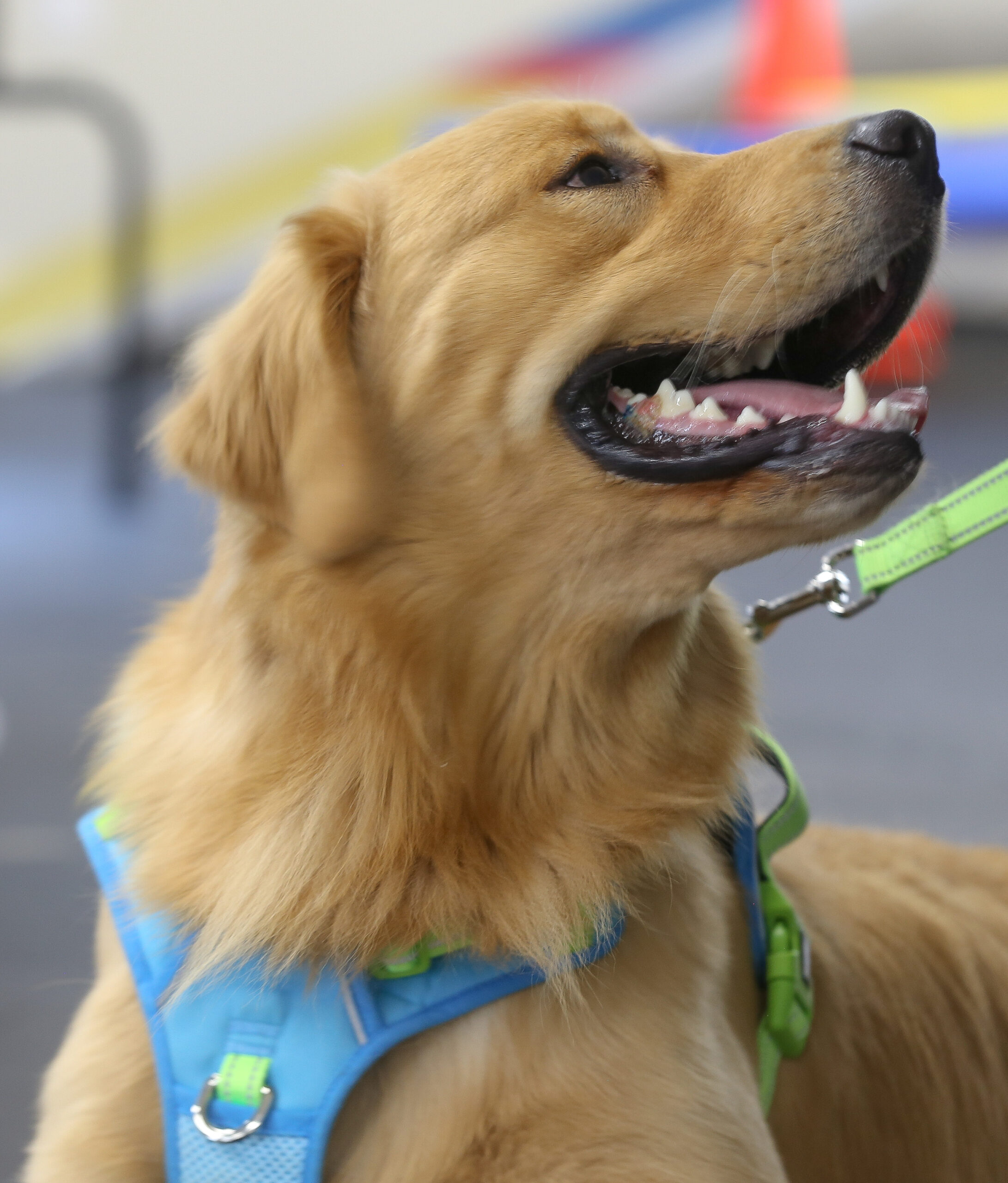 Golden Retriever in Blue harness in our Basic Manners class in Chesapeake