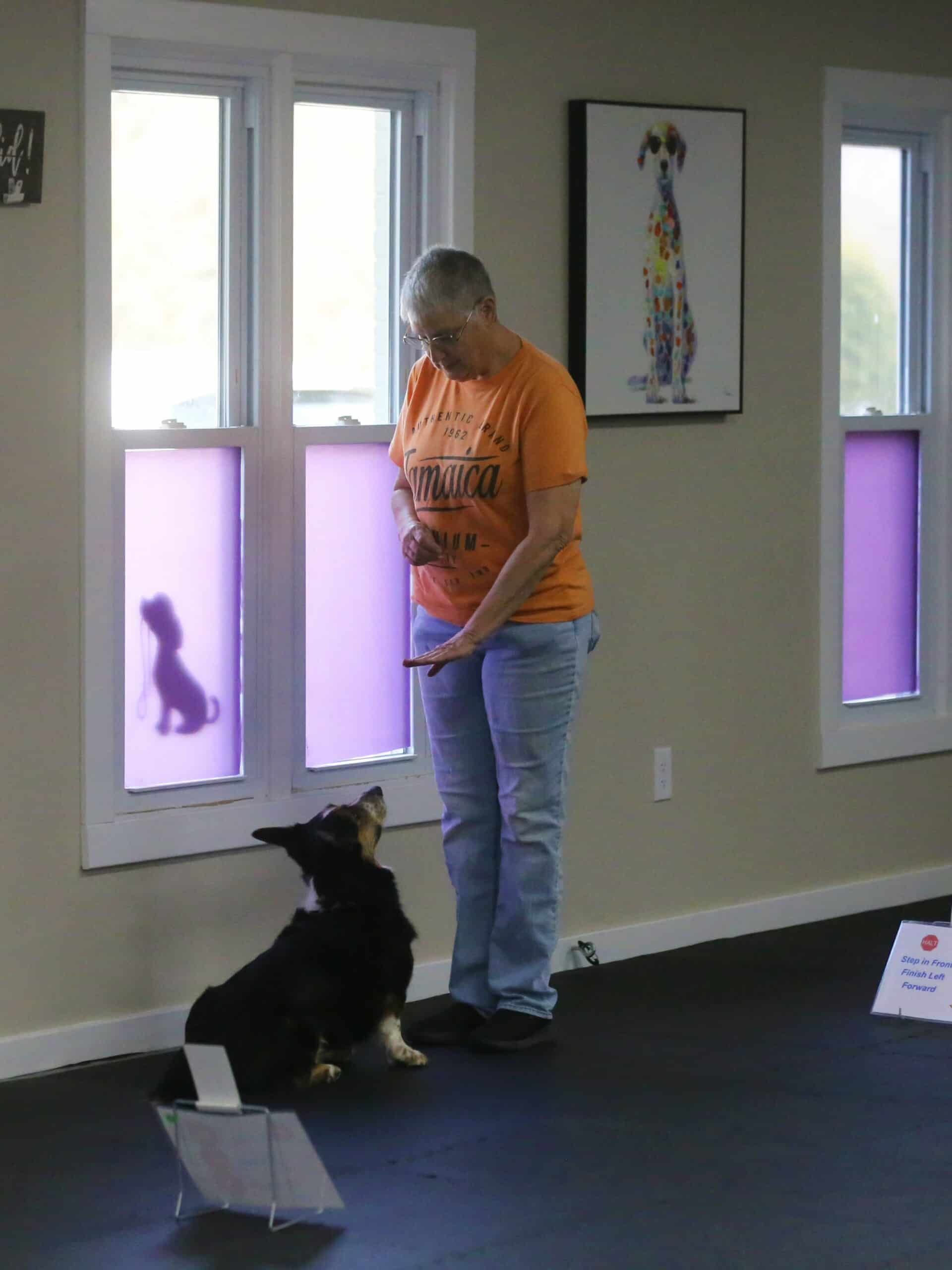 Rally instructor Gayle from Moyock in a orange shirt practicing Rally at Freak On A Leash Dog Training with her Corgi