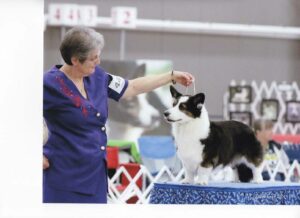 Conformation showing Corgi on table