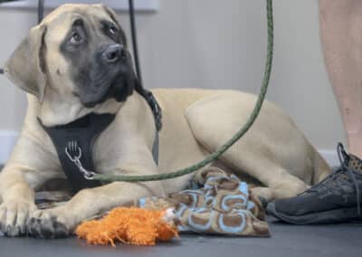 Mastiff puppy in puppy kindergarten