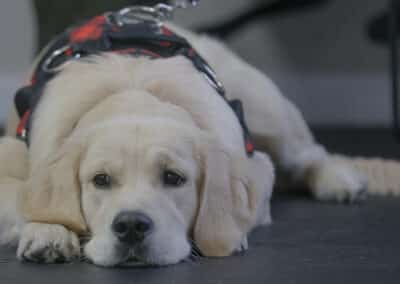 content looking Goldeb Retriever puppy in Puppy class at Freak on a leash in Chesapeake