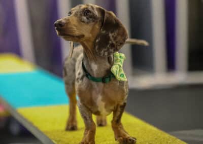 Doxie at AGility class on Teeter totter at Freak on a Leash