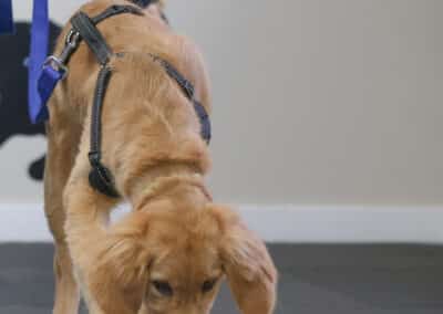 confidence building exercise with Golden puppy at Great Start Puppy class
