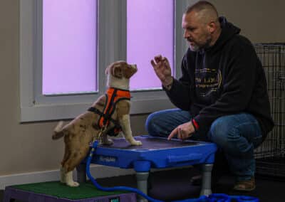 Mini Aussie at class learning to stand on obstacles and listening