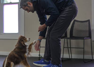 Aussie pup at puppy schoo;