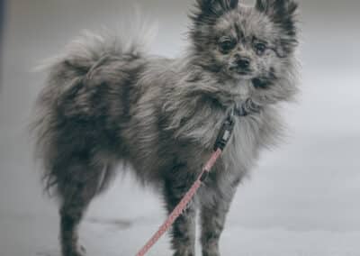 Pomeranian puppy learning in class