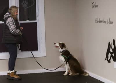 Border Collie Jax and Linda at Scent work class in Chesapeake