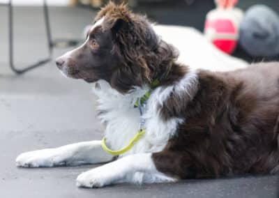 Aussie from Moyock in Class at Freak On A Leash