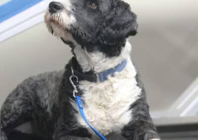 Portugese Water dog looking up
