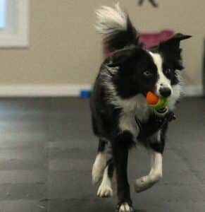 come when called black and white border collie